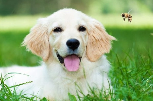 dog bee sting treatment dog bee sting treatment