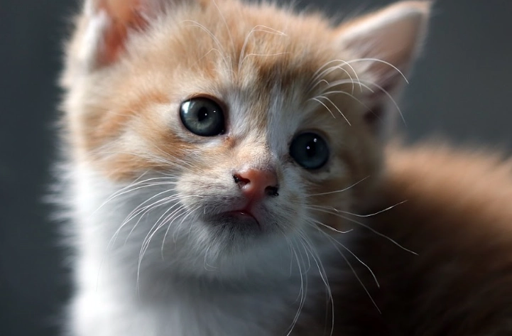 cat body weight calculator