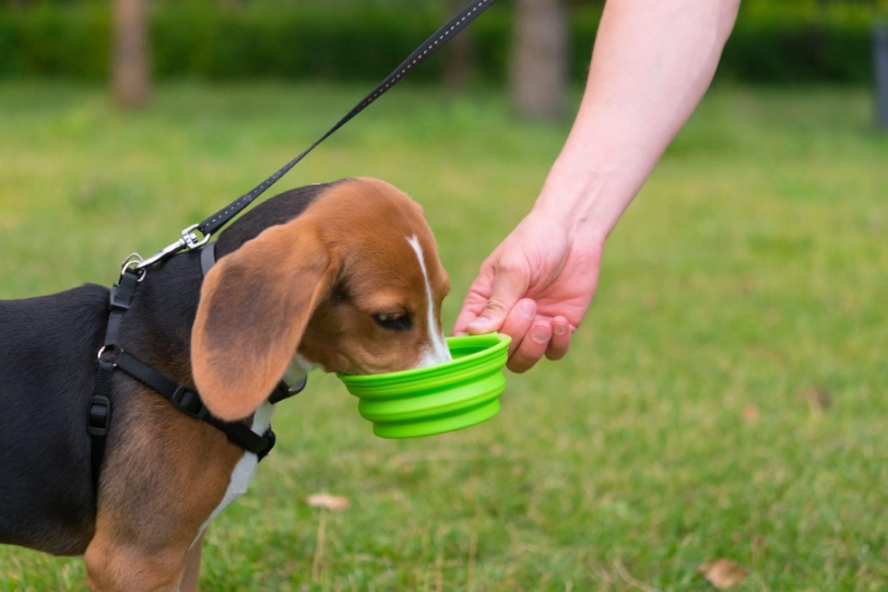 dog overheating symptoms dog overheating symptoms