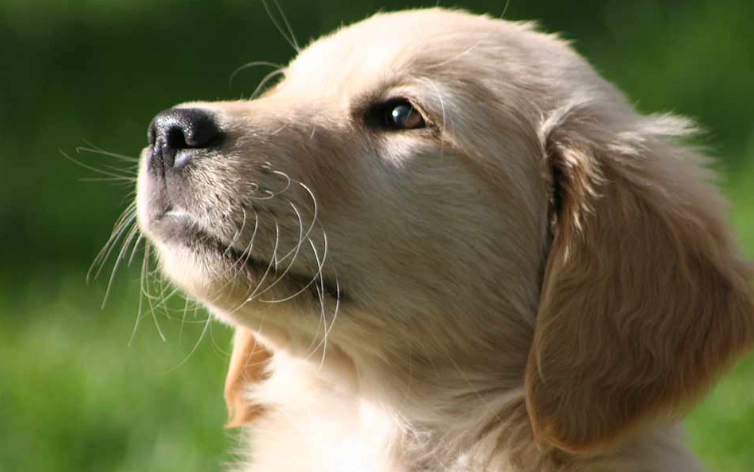 potty training schedule for puppies