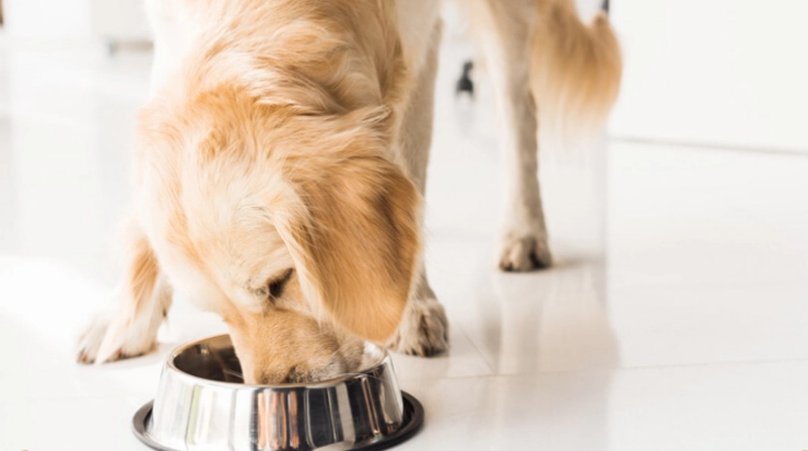 food for dogs with diarrhea