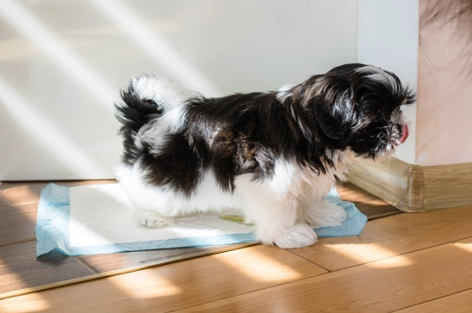 puppy potty training routine