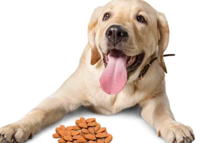 almonds toxic to dogs almonds toxic to dogs