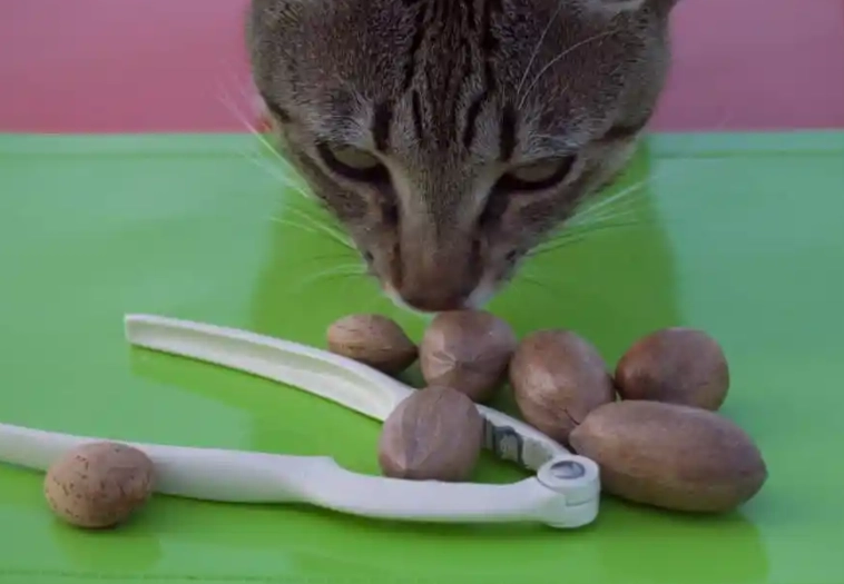 almonds toxic to cats