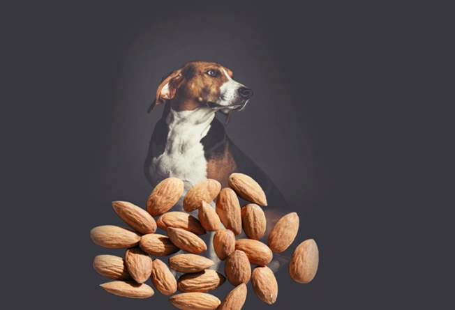 can dogs eat almonds can dogs eat almonds