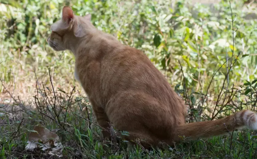 ammonia smell cat urine dangerous ammonia smell cat urine dangerous