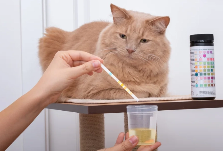 how to clean cat urine smell how to clean cat urine smell