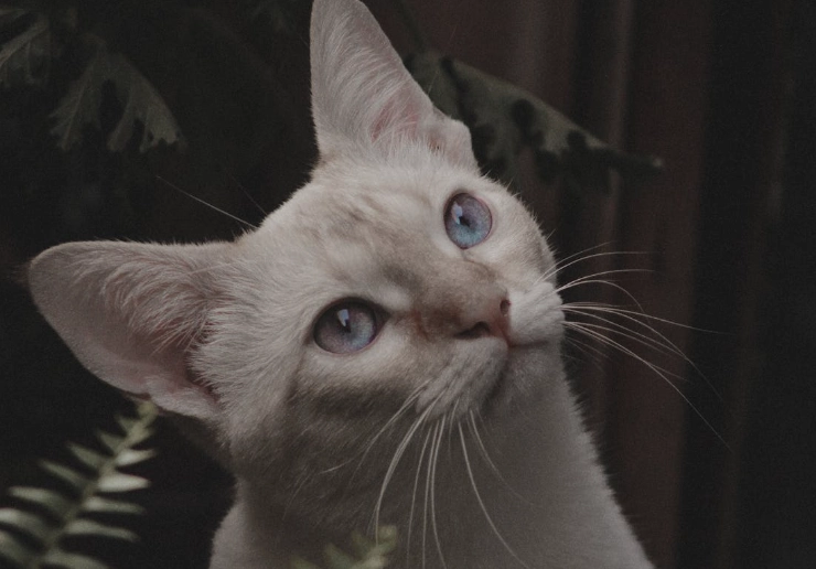 cat urine ammonia health risks cat urine ammonia health risks