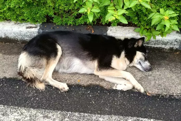 canine heat stroke treatment canine heat stroke treatment