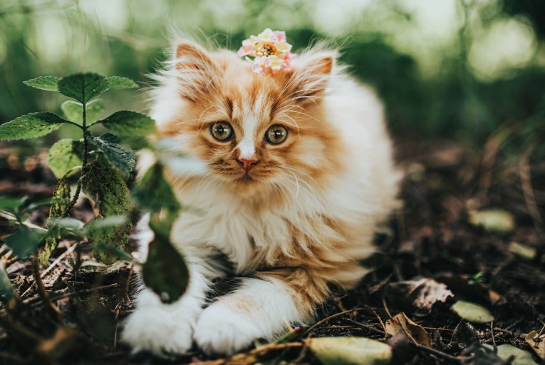 how to clean cat urine smell how to clean cat urine smell