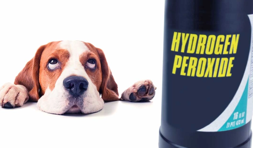 dog wound care at home