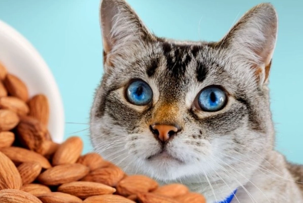 can cats eat almonds
