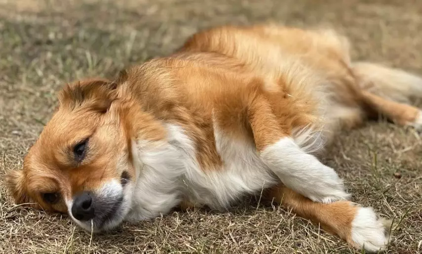 dog overheating symptoms dog overheating symptoms