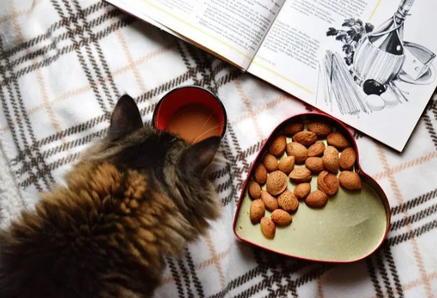cat safe nuts