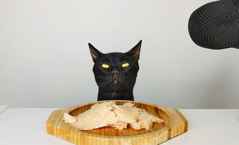 can cats eat chicken broth with onion