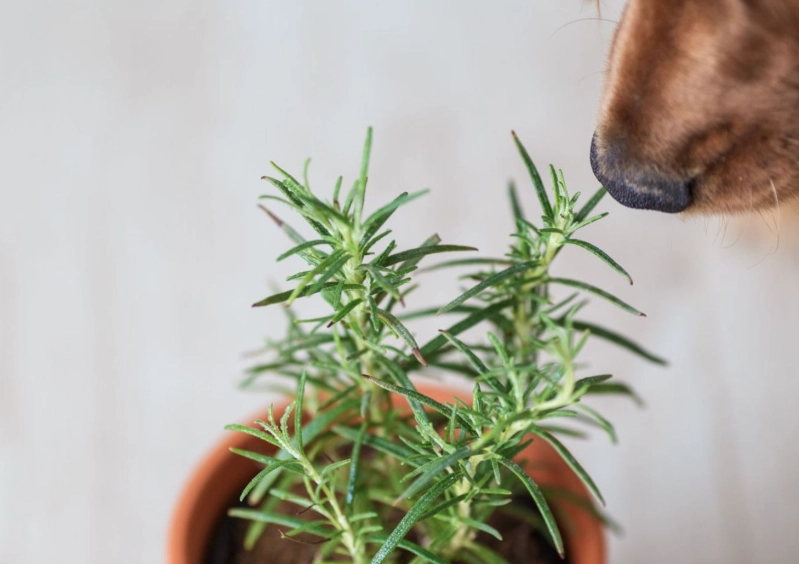 herbs for dogs