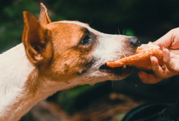 foods toxic to dogs