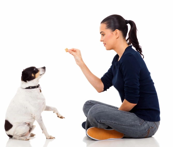 how to train a puppy with treats how to train a puppy with treats