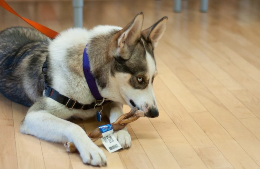 how to stop resource guarding in dogs