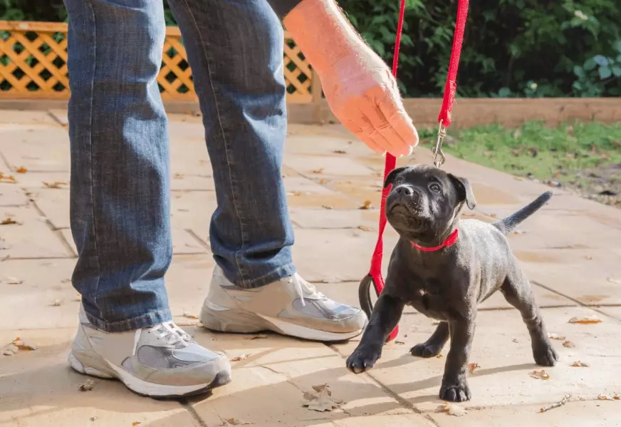 best training treats for puppies best training treats for puppies