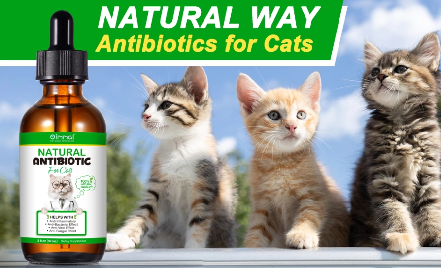 best antiseptic for cat scratches