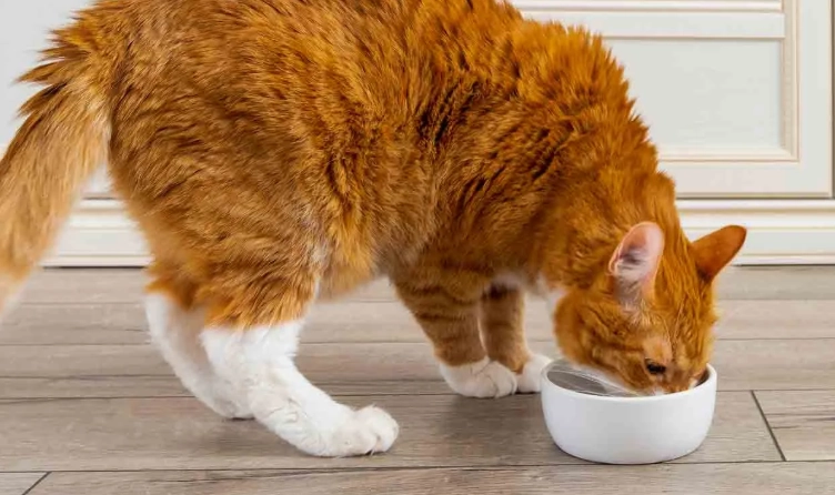can cats have chicken broth