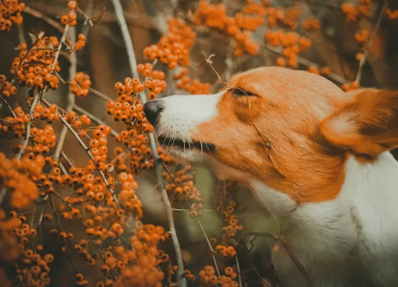 best herbs for dogs