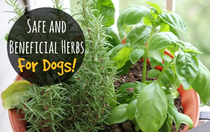 dog safe herbs