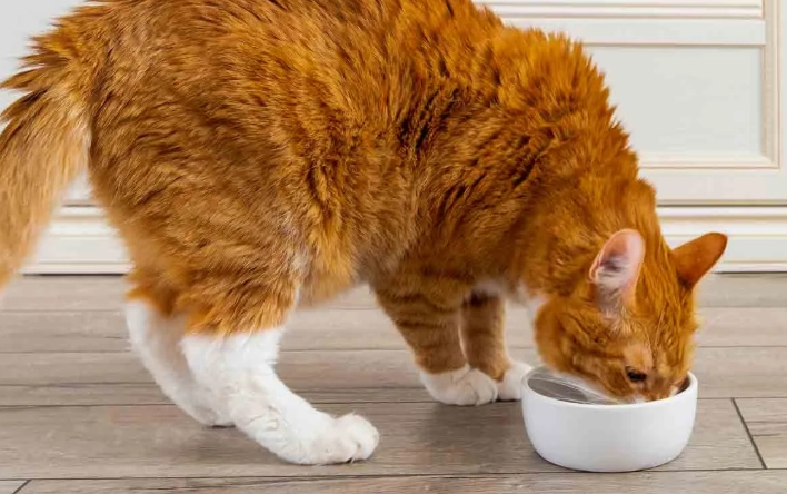 is chicken broth good for cats