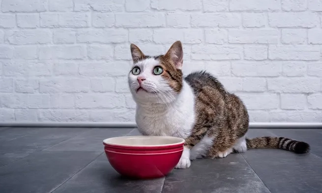 onion toxicity in cats