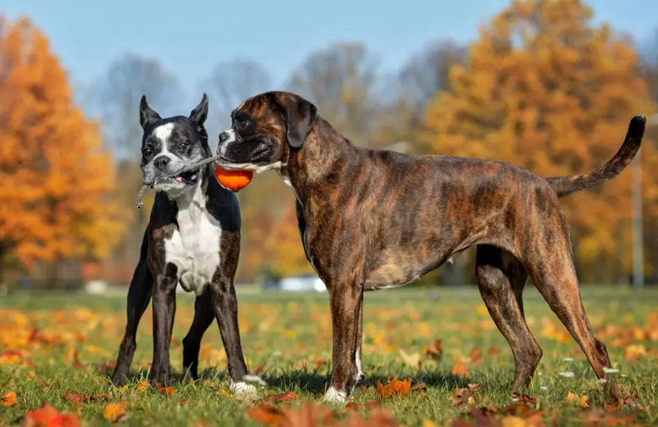 resource guarding dog training