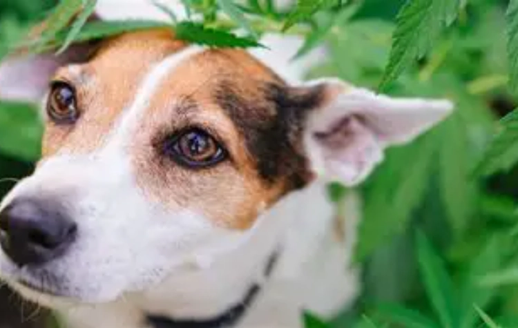 best herbs for dogs