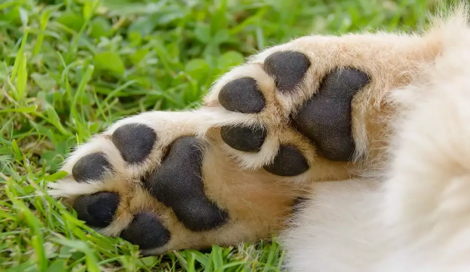 how to care for dog paws