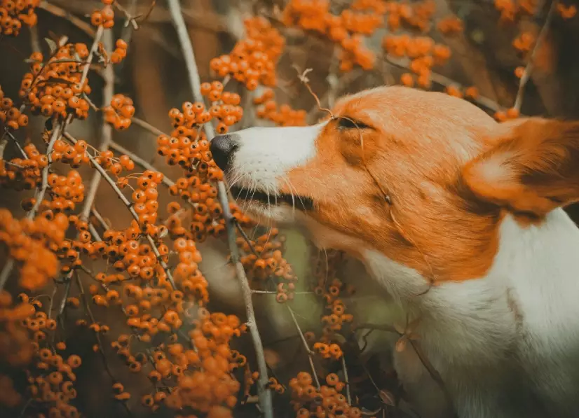 herbal remedies for dogs