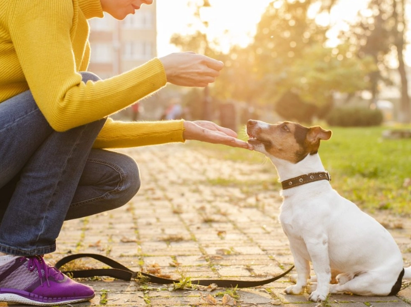 puppy treat training puppy treat training