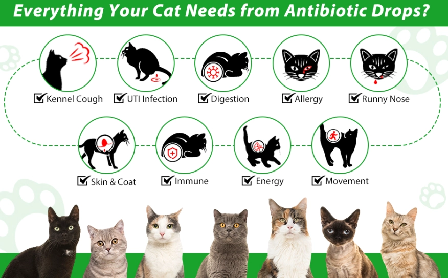 cat scratch infection treatment