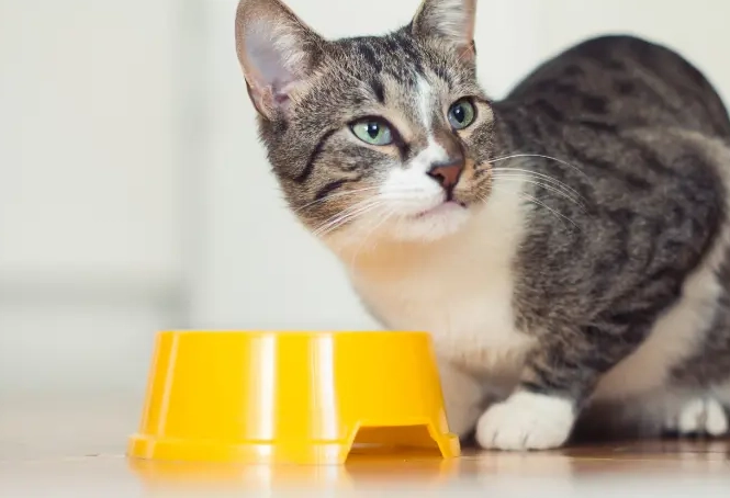 can cats eat chicken broth with onion