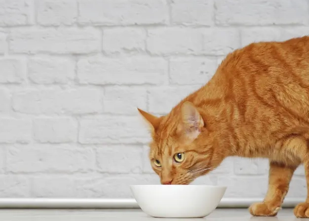 chicken broth for cats