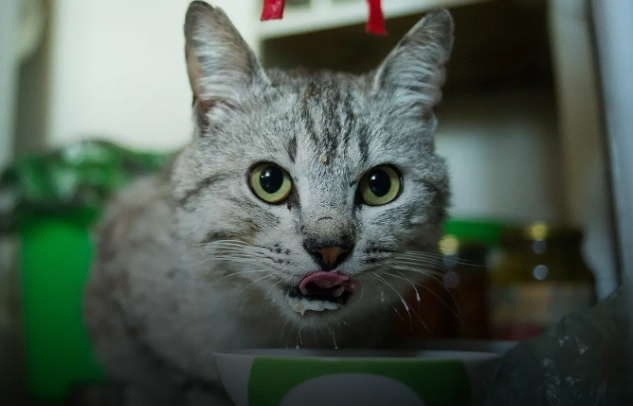 chicken broth for cats