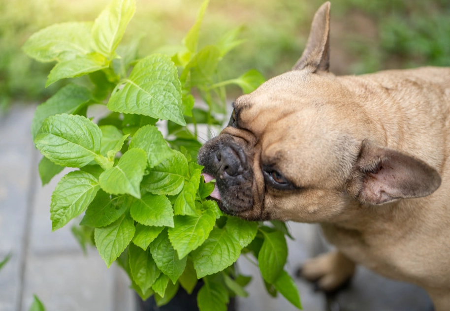 herbal remedies for dogs