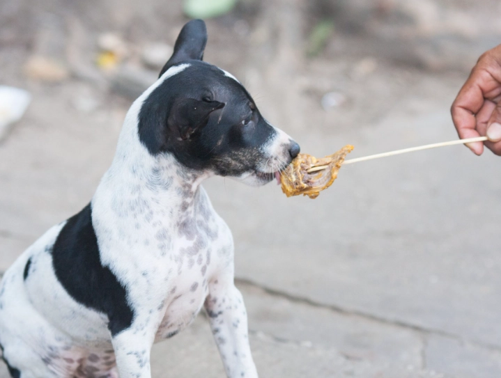 chocolate poisoning in dogs