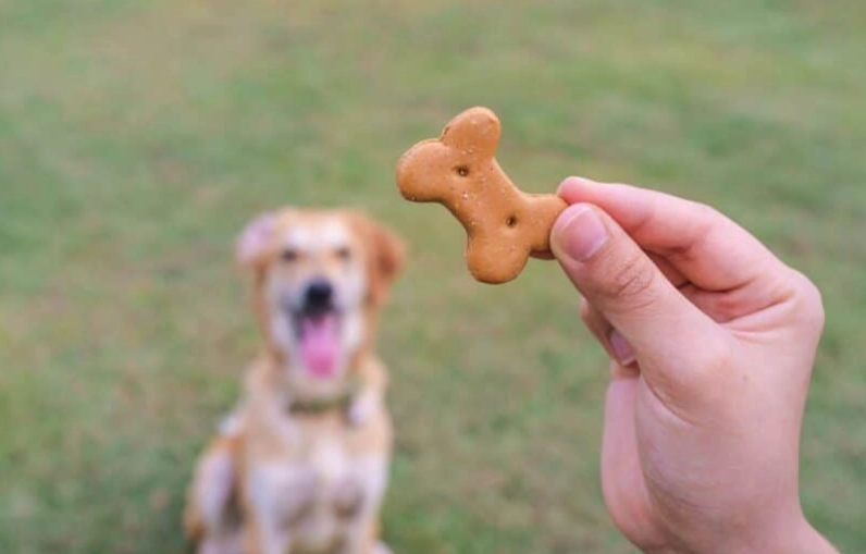 how to train a puppy with treats how to train a puppy with treats