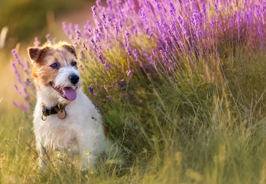 safe herbs for dogs