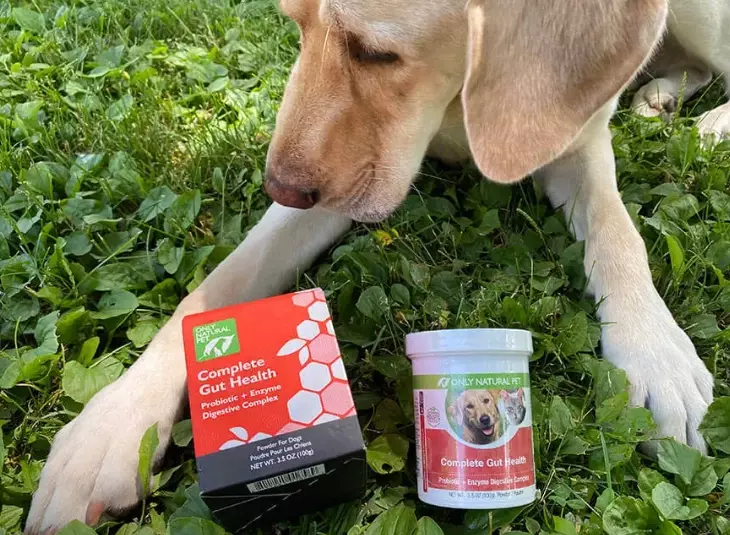 how to treat dog diarrhea