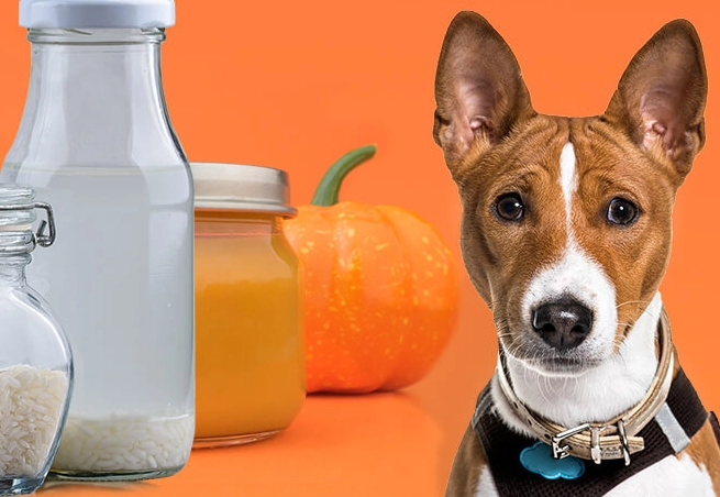 how to treat dog diarrhea