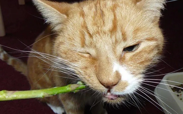 is asparagus safe for cats is asparagus safe for cats