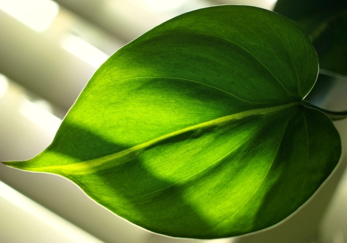 philodendron toxicity cats