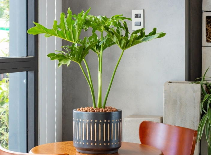 cats poisonous plants