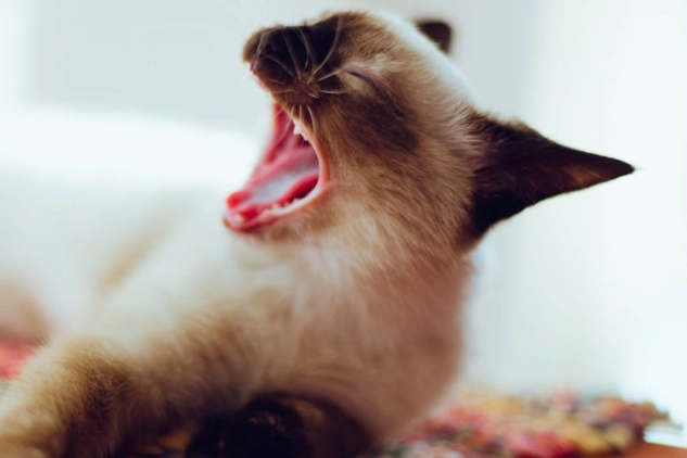 cat screaming at night