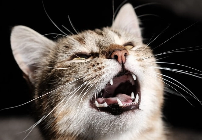 why is my cat yowling